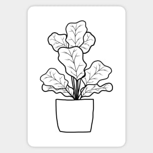 Color In Fiddle Leaf Fig Magnet